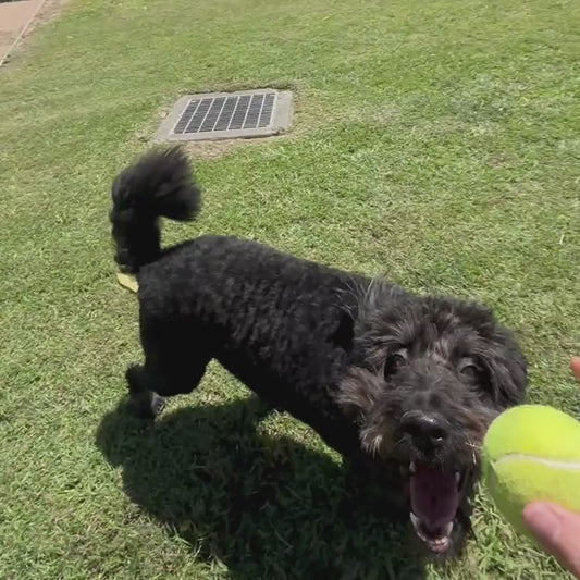 Mitchell Dog Den Swag